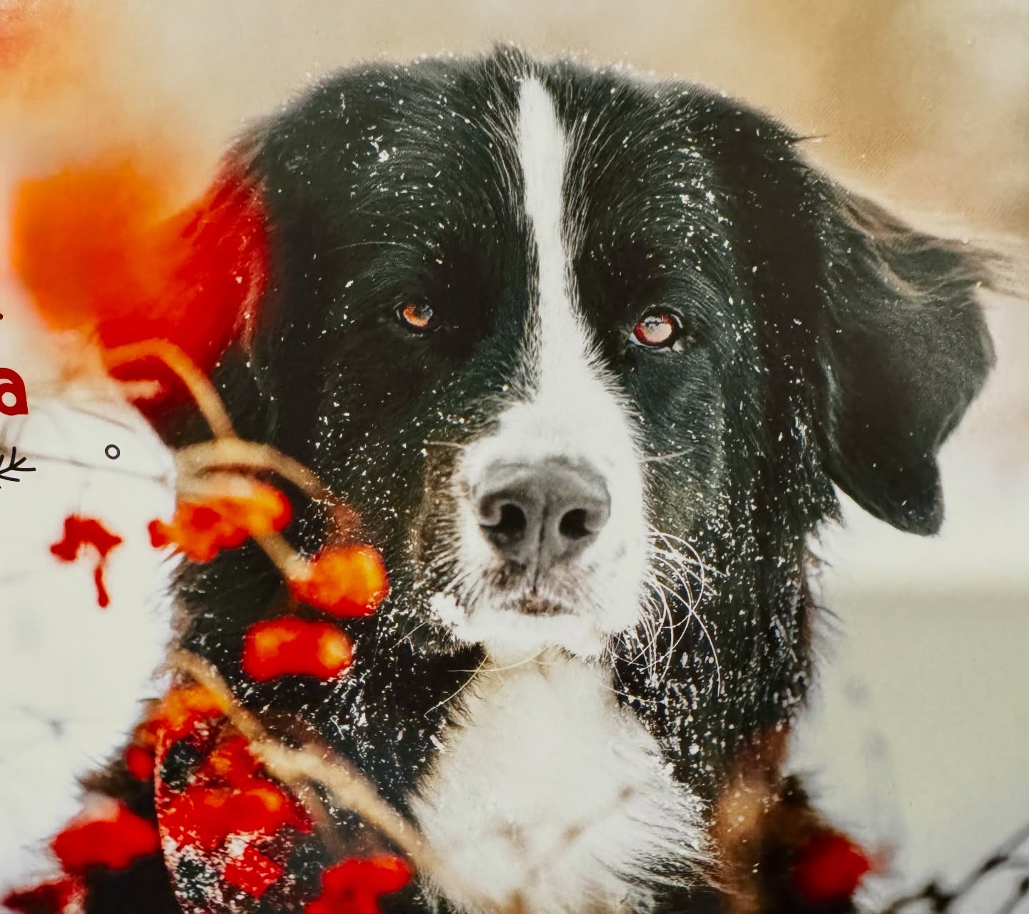 Si vous êtes comme moi, et vous ne savez pas trop quoi mettre sur votre liste de Noël, pensez à un don, en votre nom, @fondationmira qui fournit -gratuitement chien-guide, chien d’assistance. 
🇺🇸 if you’re like me and you’ve run out of Christmas list ideas a long time ago consider a donation to @fondationmira who have trained -and supplied for free-guide dogs and assistance dogs for over 40 years. 
📷 Mira Christmas Card 
#donationideas #seasonofgiving #donsdenoël #fondationmira #assistancedog #chiensguides #pensezadonner #noel #christmasgiving